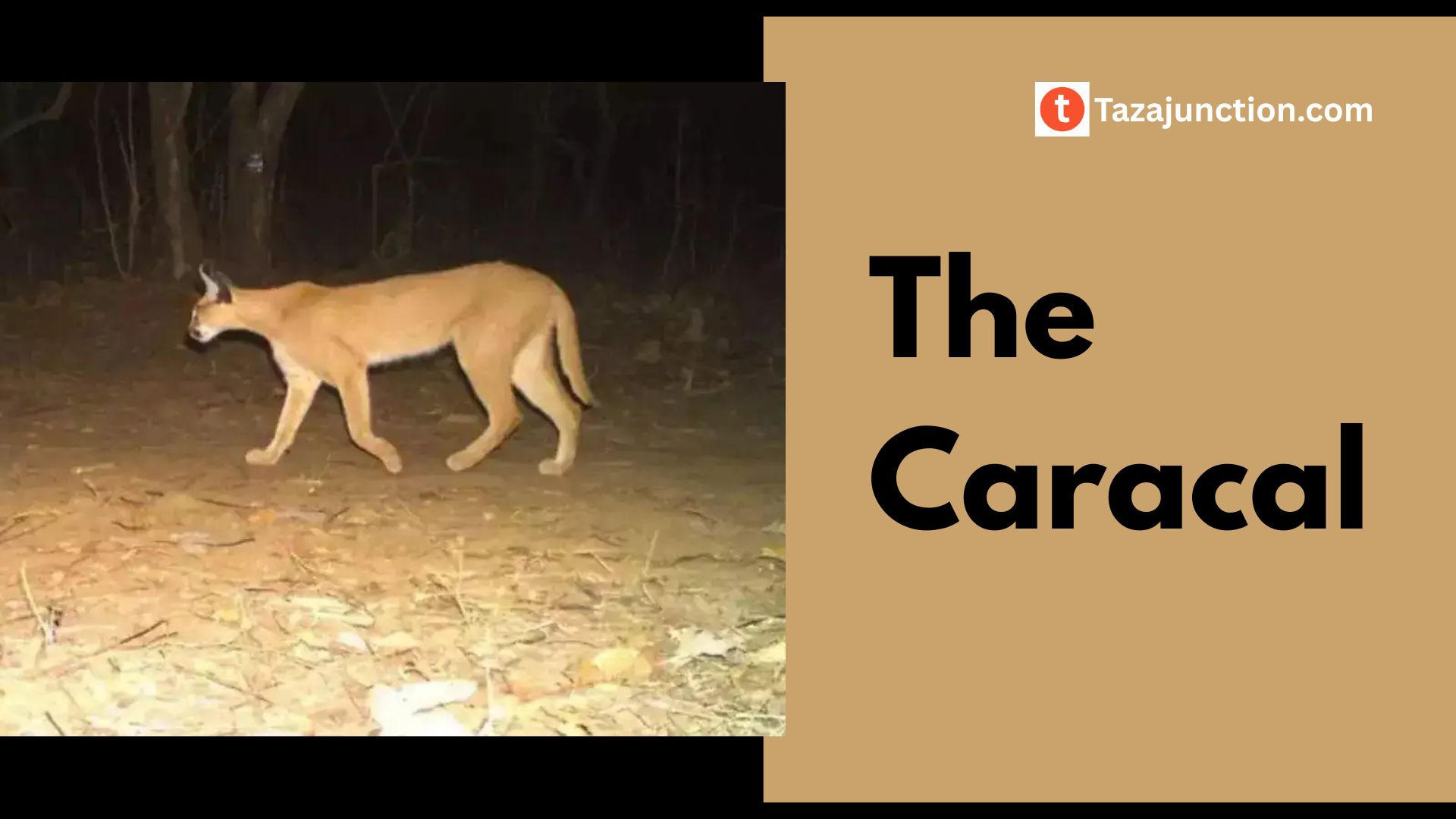 Caracal